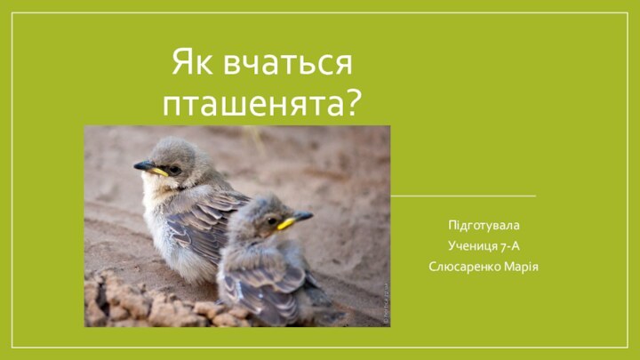 Як вчаться пташенята?ПідготувалаУчениця 7-АСлюсаренко Марія