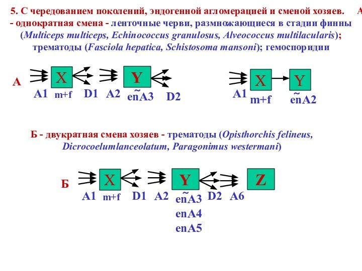 5. C чередованием поколений, эндогенной агломерацией и сменой хозяев.   А