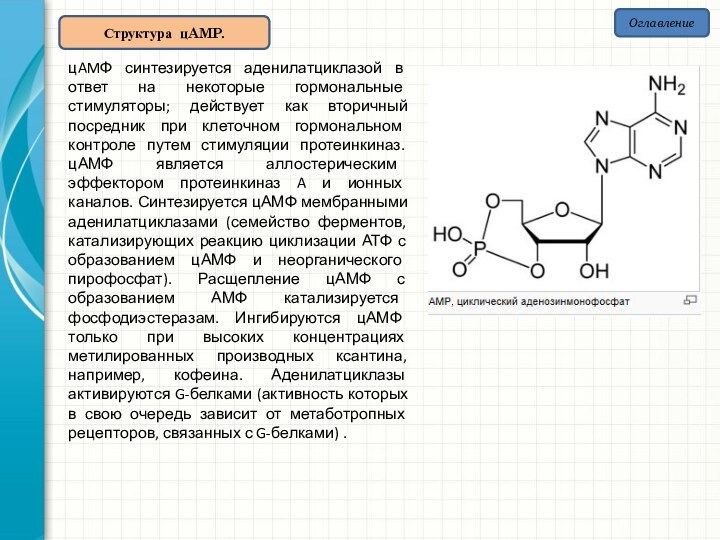 Структура цAMP.ОглавлениецAMФ синтезируется аденилатциклазой в ответ на некоторые гормональные стимуляторы; действует как