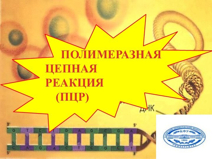 ПОЛИМЕРАЗНАЯ	ЦЕПНАЯ	РЕАКЦИЯ		(ПЦР)