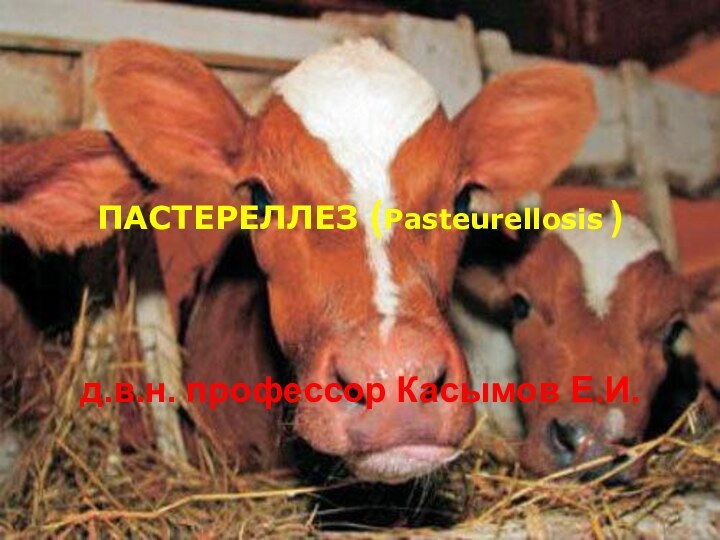 ПАСТЕРЕЛЛЕЗ (Pasteurellosis )д.в.н. профессор Касымов Е.И.