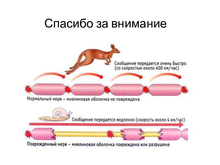 Спасибо за внимание