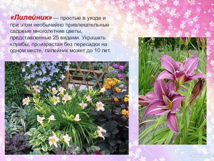 «Лилейник» — простые в уходе и при этом необычайно привлекательные садовые многолетние цветы,