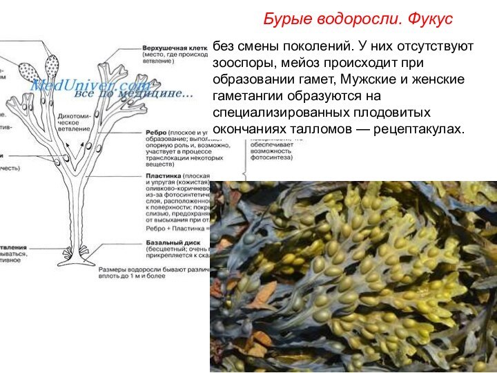 Бурые водоросли. Фукусбез смены поколений. У них отсутствуют зооспоры, мейоз происходит при образовании гамет,