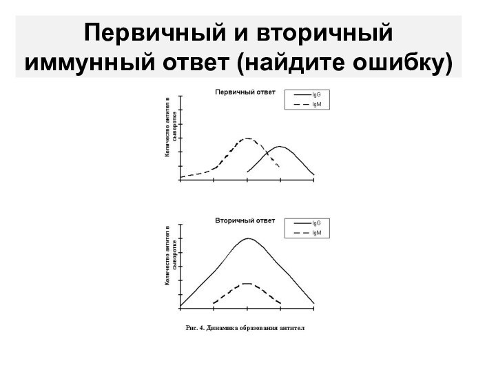 Первичный и вторичный  иммунный ответ (найдите ошибку)