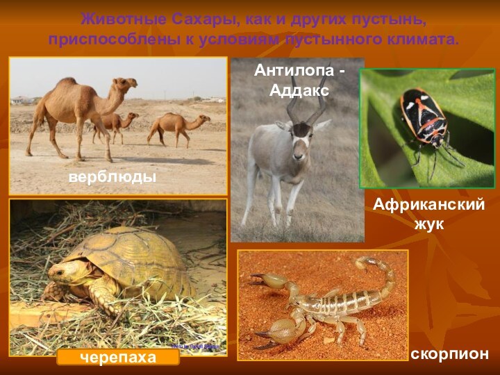 Животные Сахары, как и других пустынь, приспособлены к условиям пустынного климата. верблюдыАнтилопа