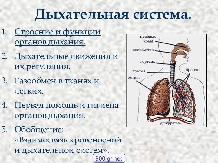 Дыхательная система.Строение и функции органов дыхания.Дыхательные движения и их регуляция.Газообмен в тканях