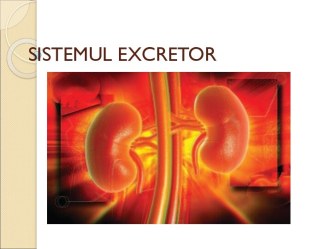 Sistemul excretor