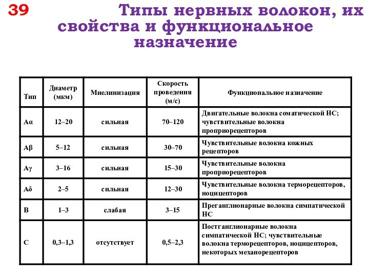 39        Типы нервных волокон, их свойства и функциональное назначение