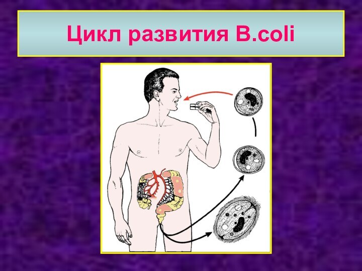 Цикл развития B.coli