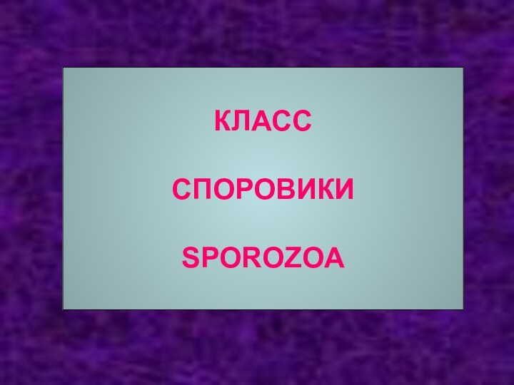 КЛАСССПОРОВИКИSPOROZOA