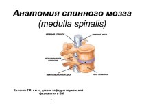 Анатомия спинного мозга (medulla spinalis)
