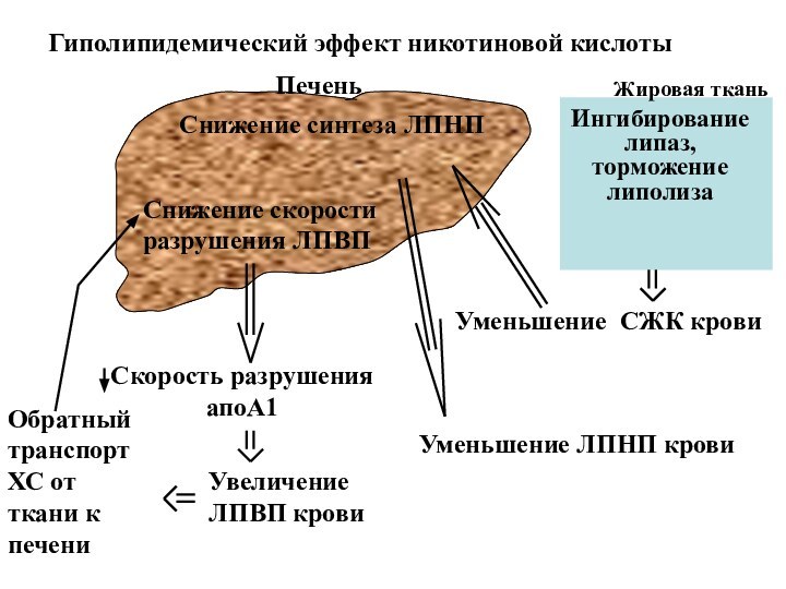 Уменьшение СЖК кровиУменьшение ЛПНП кровиИнгибирование липаз, торможение липолиза Увеличение ЛПВП кровиСнижение скорости