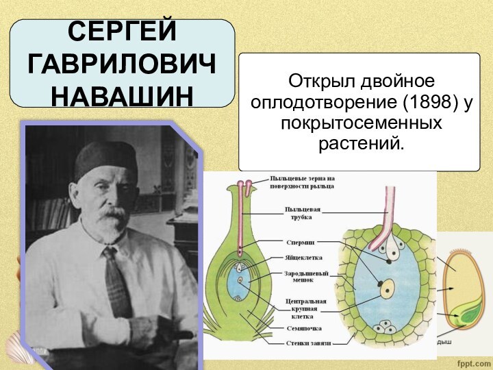 Двойное оплодотворение презентация