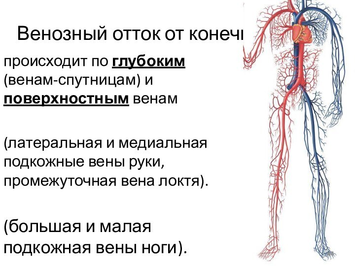 Венозный отток от конечностейпроисходит по глубоким (венам-спутницам) и поверхностным венам (латеральная и