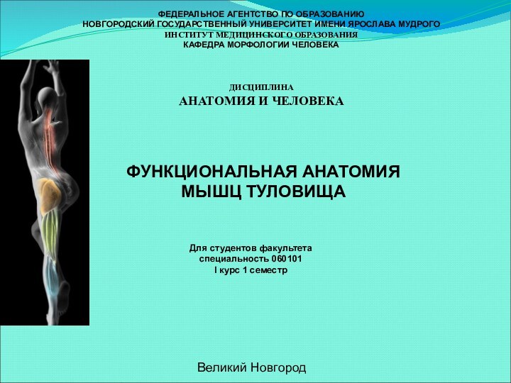 ФУНКЦИОНАЛЬНАЯ АНАТОМИЯ МЫШЦ ТУЛОВИЩАФЕДЕРАЛЬНОЕ АГЕНТСТВО ПО ОБРАЗОВАНИЮНОВГОРОДСКИЙ ГОСУДАРСТВЕННЫЙ УНИВЕРСИТЕТ ИМЕНИ ЯРОСЛАВА МУДРОГОИНСТИТУТ