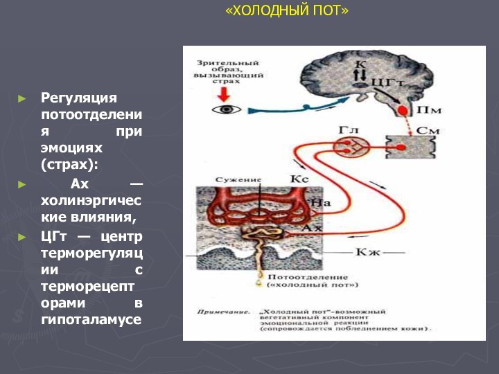 «ХОЛОДНЫЙ ПОТ»Регуляция потоотделения при эмоциях (страх): Ах — холинэргические влияния, ЦГт —