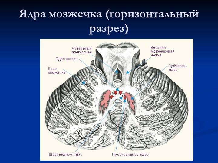 Ядра мозжечка (горизонтальный разрез)