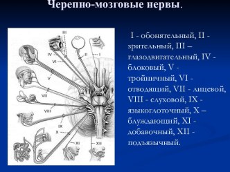 Черепно-мозговые нервы. (Лекции 3)