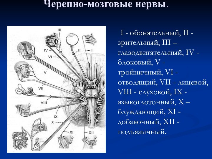 Черепно-мозговые нервы. 	I - обонятельный, II - зрительный, III – глазодвигательный, IV