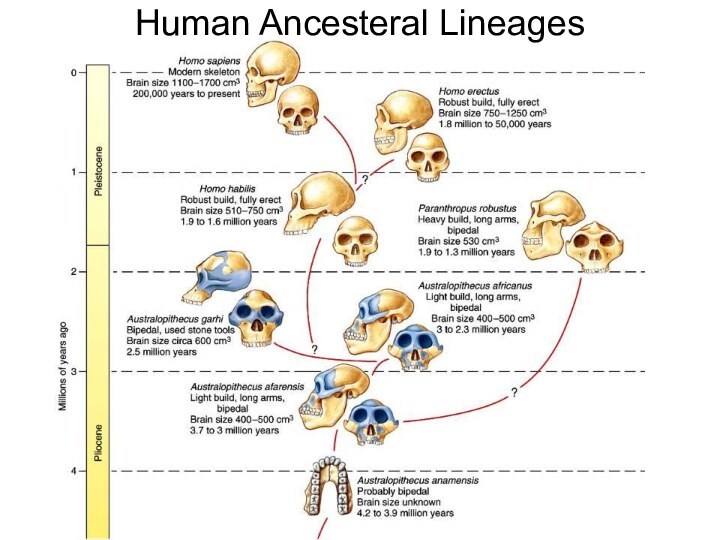 Human Ancesteral Lineages