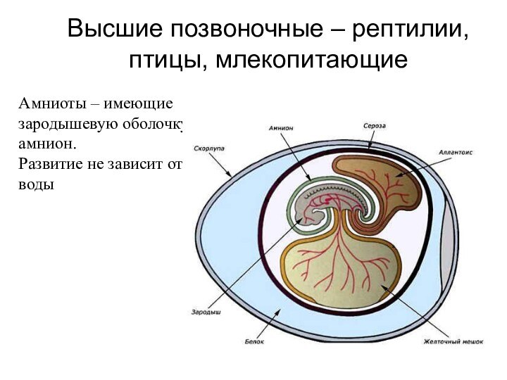 Высшие позвоночные – рептилии, птицы, млекопитающиеАмниоты – имеющие зародышевую оболочку амнион.Развитие не зависит от воды