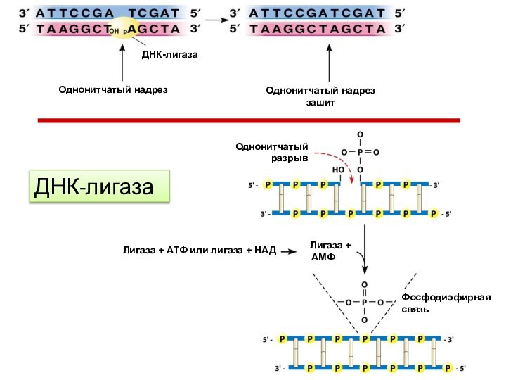 ДНК-лигазаОднонитчатый разрывЛигаза + АТФ или лигаза + НАД  Лигаза + АМФФосфодиэфирная связьДНК-лигазаОднонитчатый надрезОднонитчатый надрез зашит