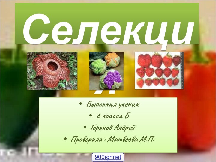 СелекцияВыполнил ученик6 класса БГорянов Андрей Проверила : Матвеева М.П.