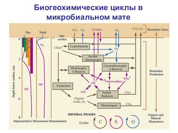 Биогеохимические циклы в микробиальном мате