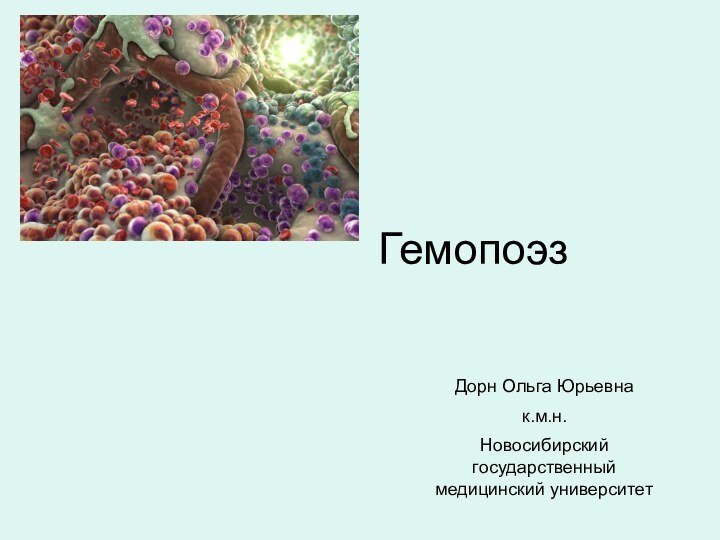 Гемопоэз Дорн Ольга Юрьевнак.м.н.Новосибирский государственный медицинский университет