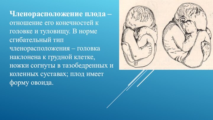 Членорасположение плода – отношение его конечностей к головке и туловищу. В норме