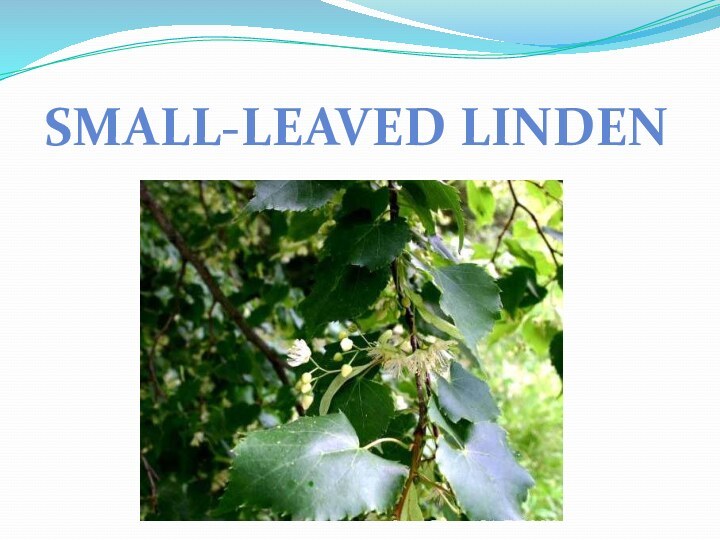 SMALL-LEAVED LINDEN