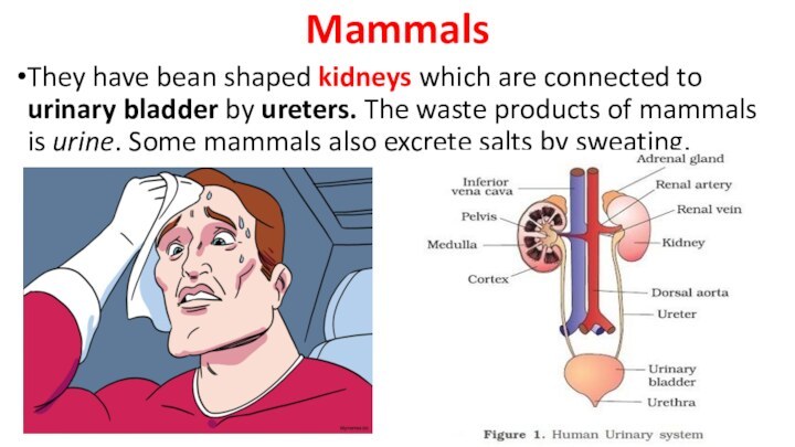 MammalsThey have bean shaped kidneys which are connected to urinary bladder by