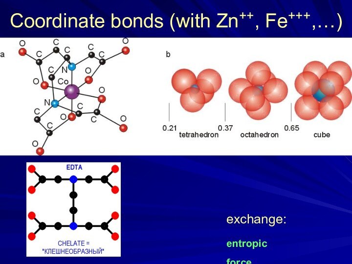 Coordinate bonds (with Zn++, Fe+++,…) exchange: entropic force