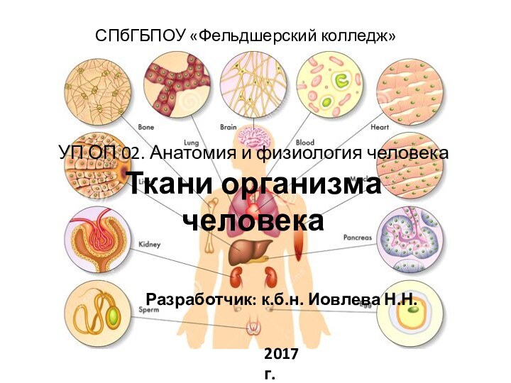 УП ОП 02. Анатомия и физиология человека Ткани организма человека Разработчик: к.б.н.