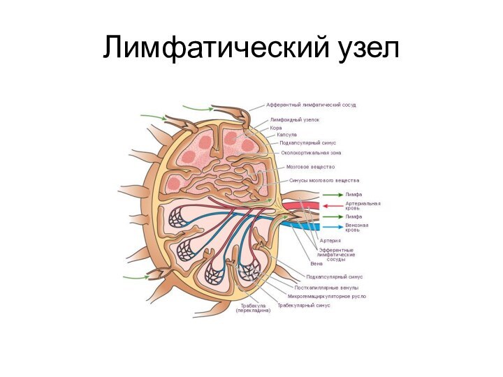 Лимфатические узлы пищеварительной системы. Строение лимфатического узла гистология схема. Строение лимфатического узла анатомия. Срез лимфатического узла рисунок.