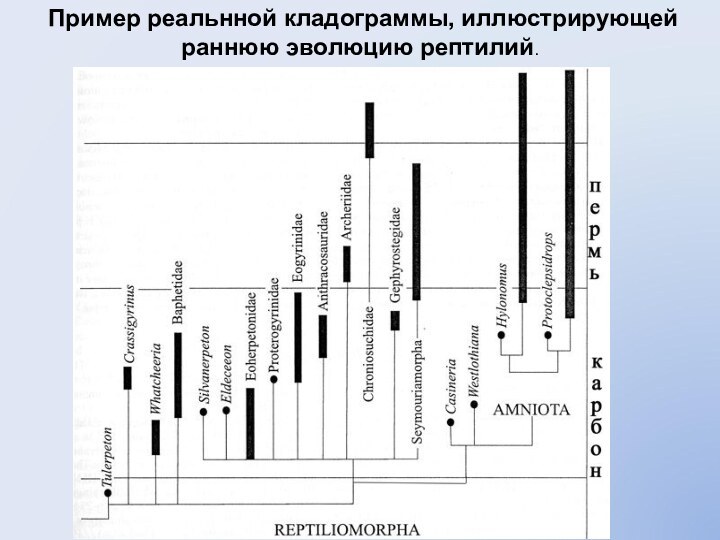 Пример реальнной кладограммы, иллюстрирующей раннюю эволюцию рептилий.