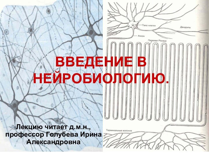 ВВЕДЕНИЕ В НЕЙРОБИОЛОГИЮ.Лекцию читает д.м.н., профессор Голубева Ирина Александровна