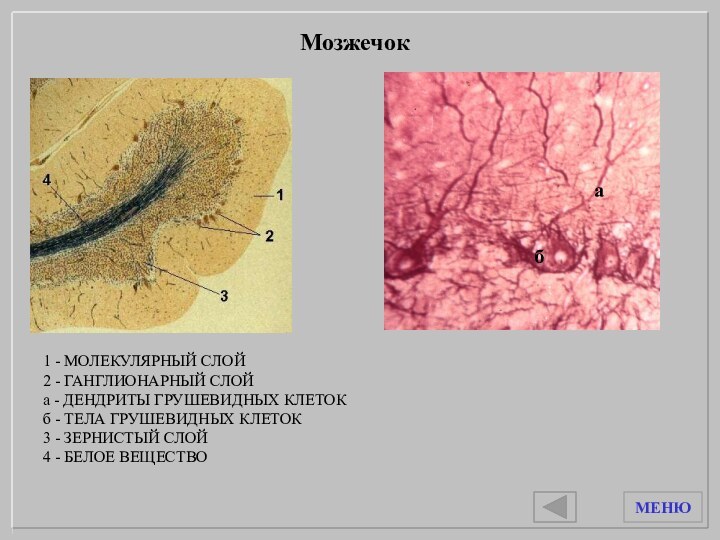 1 - МОЛЕКУЛЯРНЫЙ СЛОЙ2 - ГАНГЛИОНАРНЫЙ СЛОЙа - ДЕНДРИТЫ ГРУШЕВИДНЫХ КЛЕТОКб -