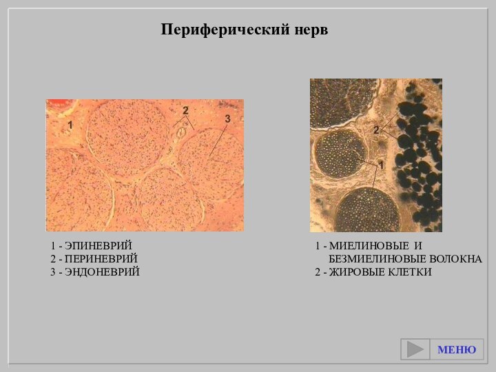 1 - МИЕЛИНОВЫЕ И   БЕЗМИЕЛИНОВЫЕ ВОЛОКНА2 - ЖИРОВЫЕ КЛЕТКИ1 -