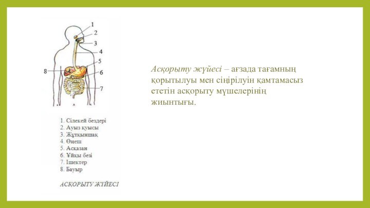 Асқорыту жүйесі – ағзада тағамның қорытылуы мен сіңірілуін қамтамасыз ететін асқорыту мүшелерінің жиынтығы.