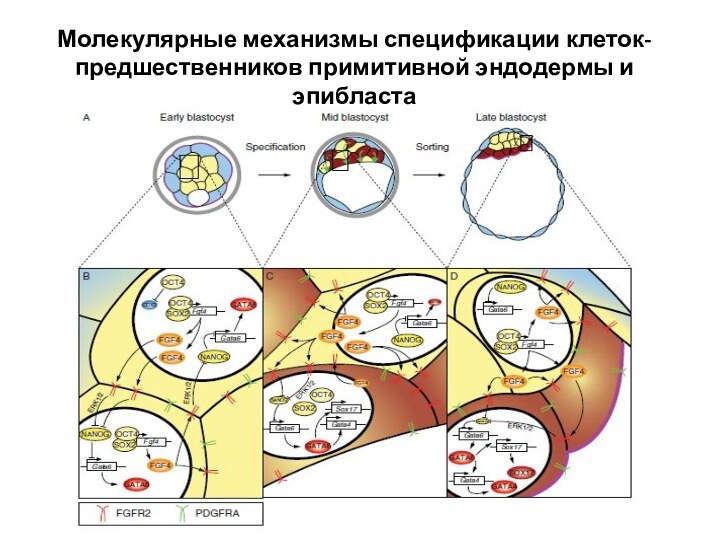 Молекулярные механизмы спецификации клеток-предшественников примитивной эндодермы и эпибласта