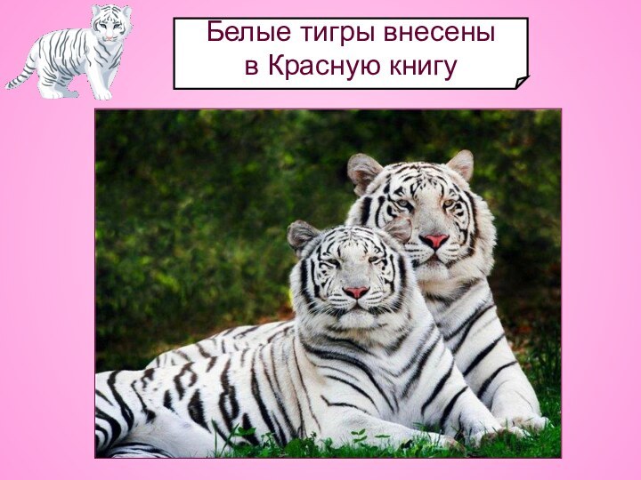 Белые тигры внесены в Красную книгу