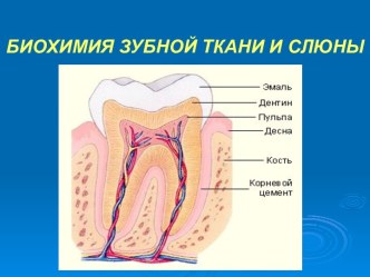 Биохимия зубной ткани и слюны