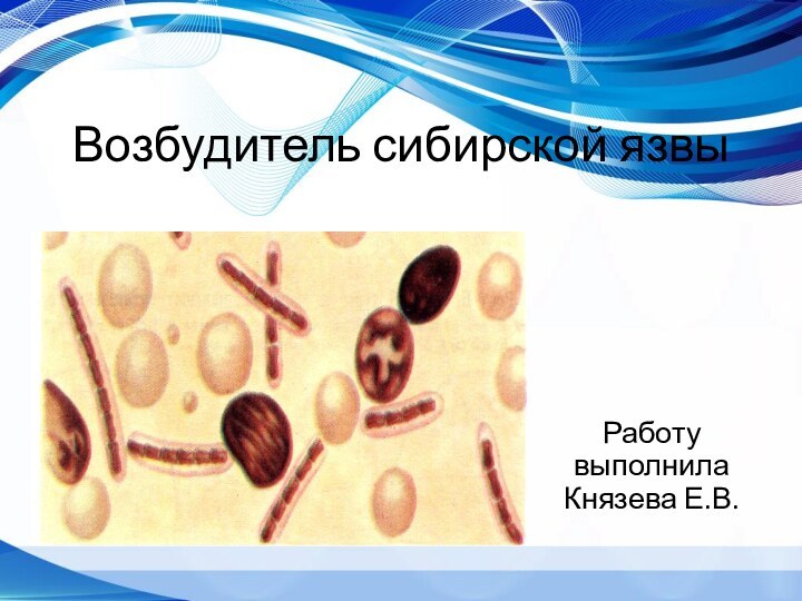 Возбудитель сибирской язвыРаботу выполнила Князева Е.В.