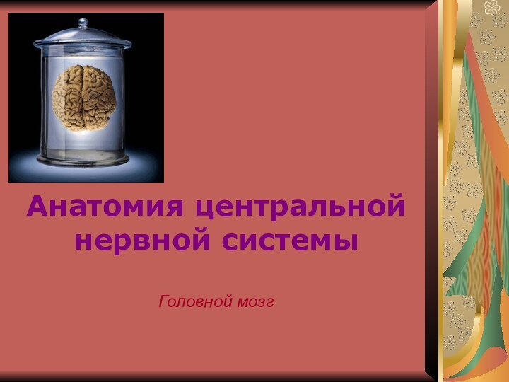 Анатомия центральной нервной системыГоловной мозг