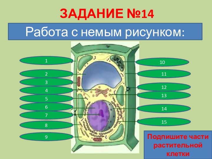 ЗАДАНИЕ №14Работа с немым рисунком:123456789101112131415Подпишите части растительной клетки