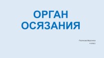 Орган осязания