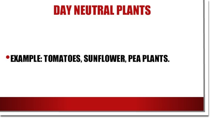 DAY NEUTRAL PLANTSEXAMPLE: TOMATOES, SUNFLOWER, PEA PLANTS.