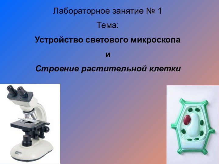 Лабораторное занятие № 1Тема:Устройство светового микроскопаиСтроение растительной клетки